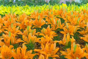Yellow and orange Lilies  in the garden,Lily joop flowers,Lilium oriental joop.