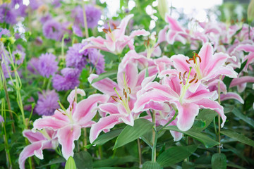 Pink lilly in the garden,Lily joop flowers,Lilium oriental joop.