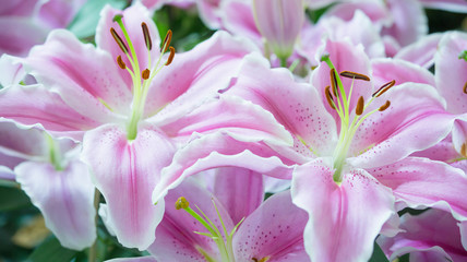 Obraz na płótnie Canvas Pink lilly in the garden,Lily joop flowers,Lilium oriental joop.