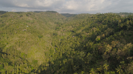 Obraz premium tropical forest on mountain slopes. aerial view rainforest in Indonesia. tropical forest with green, lush vegetation.
