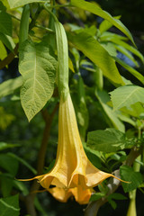 Obraz premium Angels trumpet