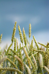 Close up of slightly green wheat corn in a field