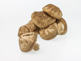 Shiitake Mushroom isolated on white