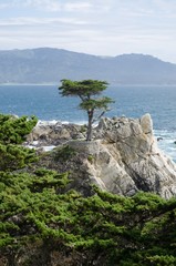 Tree on a mountain at the sea