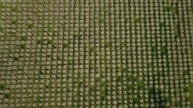 Agriculture, beautiful bloosoming plum fruit trees in orchard, Lot et Garonne, 47, France