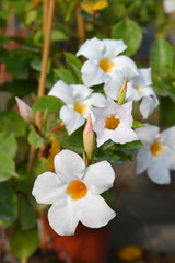 Mandevilla Diamantina