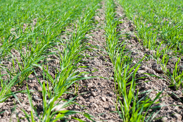The rows of green wheat crop