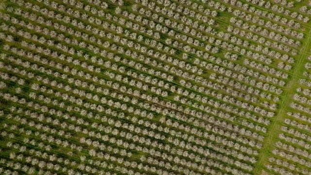 Agriculture, beautiful bloosoming plum fruit trees in orchard, Lot et Garonne, 47, France