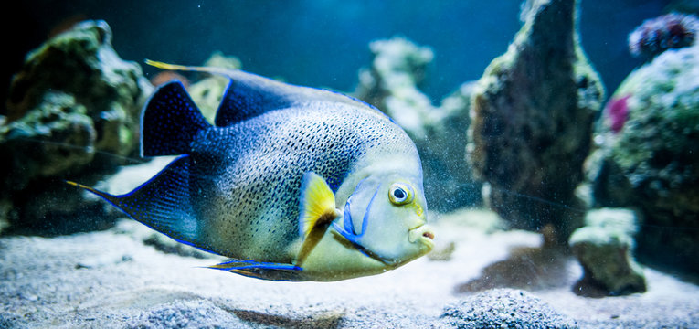 Pomacantbus asfur, Fish swimming in the ocean, against a background of corals