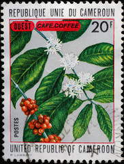 Coffee plant on postage stamp of Cameroon