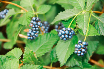 blueberry berries on green leaves in the garden