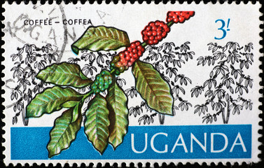 Cultivation of coffee on ugandan postage stamp
