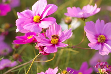 コスモスの花と蜜蜂