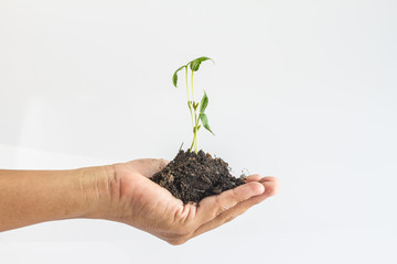 Seedlings are on hand and white background,
