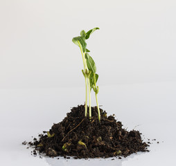 seedlings growth in soil on white background.