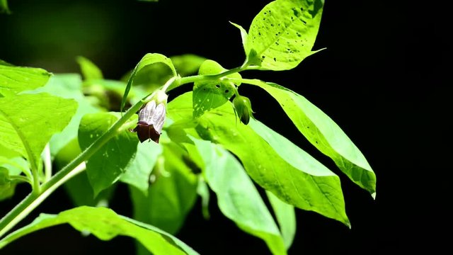 Atropa belladonna, flower of the medical used herb
