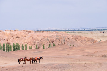 Horses in gobi desert at the historical site of Yang Pass, in Yangguan, Gansu, China