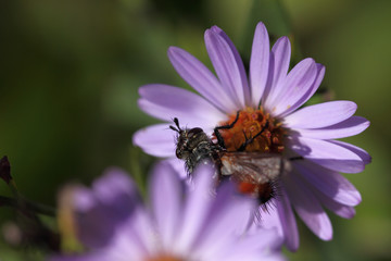 Hairy fly on purple asters. Beautiful ugliness ...