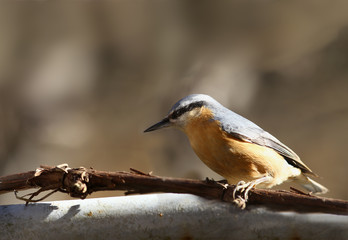 Nuthatch sits on the vine and ... rests.