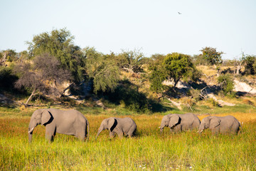 A herd of elephants in the Boteti River (Makgadigadi Pans National Park)