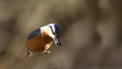 Obraz premium The nuthatch, jumped from a height and falls down without releasing a seed from a beak...
