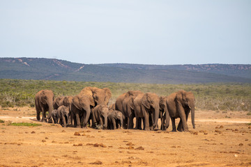 Fototapeta na wymiar A big herd of elephants is heading towards a waterhole