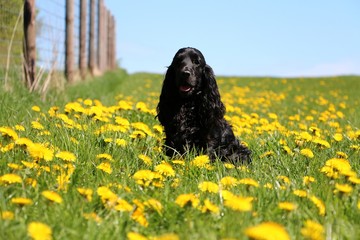 beautiful black cocker spaniel is sitting in a field of dandelions