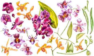 Watercolor orchid branch, hand drawn floral illustration isolated on a white background. Flora watercolor illustration, botanical painting, hand drawing.