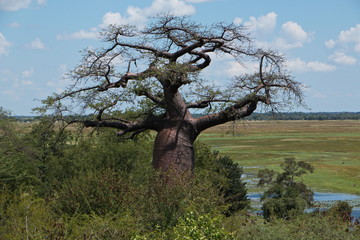 Baobab tree in Chobe National park in Botswana in Africa