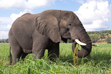 Fototapeta na wymiar Elephant in Chobe National park in Botswana in Africa