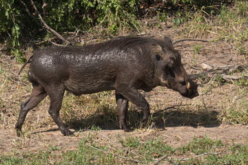 Warthog in Chobe National park in Botswana in Africa