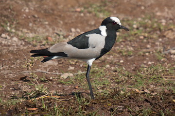 Blacksmith Lapwing in Okawango river in Namibia in Africa