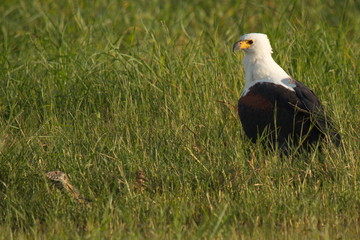 African Fish-Eagle in Chobe National park in Botswana in Africa