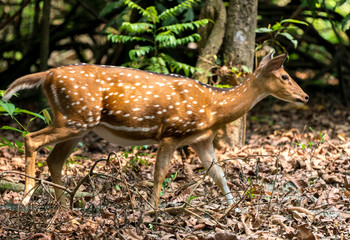 spotted or sika deer in the jungle