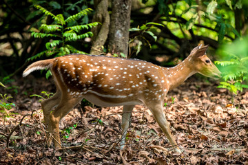 spotted or sika deer in the jungle