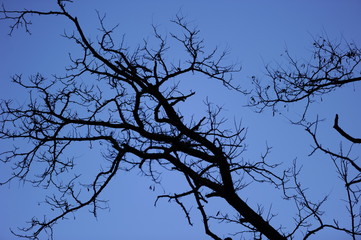 arbol