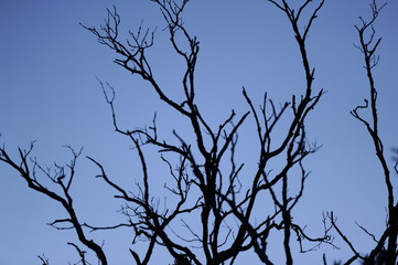 arbol 