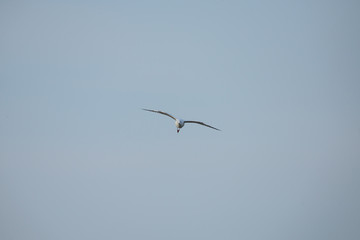 Seagulls at bangpu recreation center samut prakan thailand