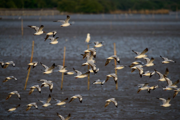 Seagulls at bangpu recreation center samut prakan thailand
