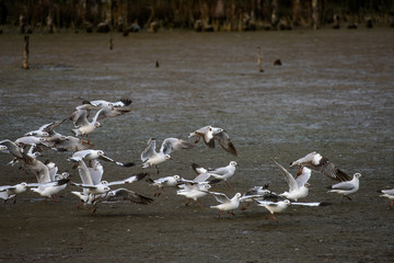 Fototapeta premium Seagulls at bangpu recreation center samut prakan thailand