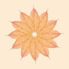 Close up of yellow autumn leaf background, flower composition