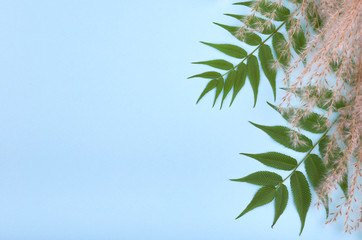 Leaves composition. Nature concept background. Flat lay and top view photo