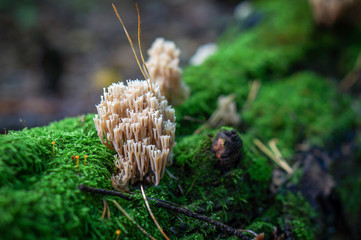 Forest mushroom