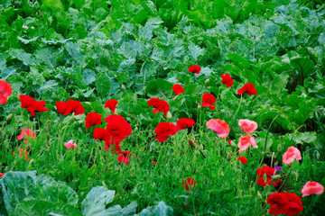 red and pink flowering poppies among thickets of grass. soft focus