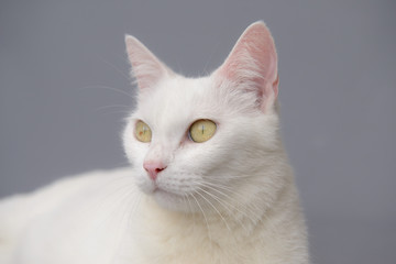 cute White cat on gray background