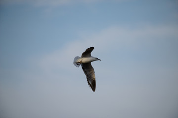 Seagulls at bangpu recreation center samut prakan thailand