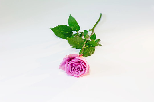 Flower picture. Fresh cut beautiful rose at white table background