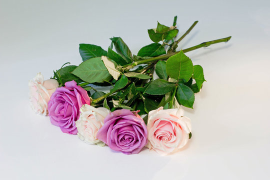 Flower picture. Fresh cut beautiful roses at white table background