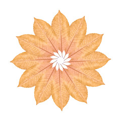 Close up of yellow autumn leaf background, flower composition