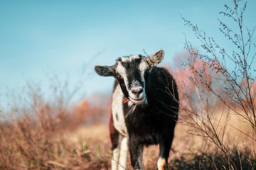 Cute goat in a field, close-up